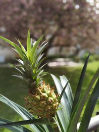 Close-up of fresh fruit on plant