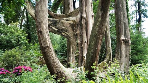 Trees in forest