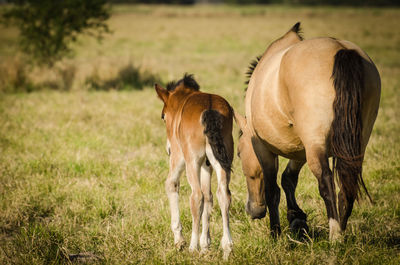 Horses in a field