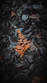 High angle view of dry leaves on field