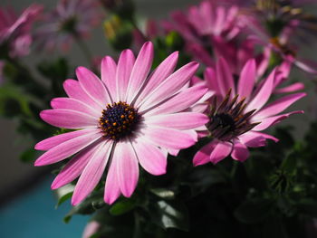 Close-up of pink flower