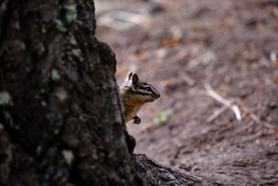 Close-up of chipmunk on tree trunk