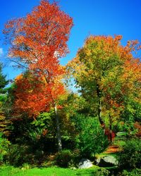 Low angle view of trees against sky during autumn