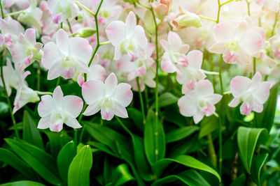 Close-up of purple flowering plants