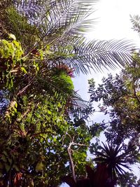 Low angle view of palm trees