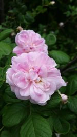 Close-up of pink flowers