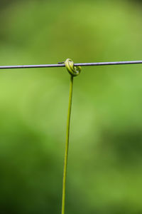 Close-up of rope tied up on metal post