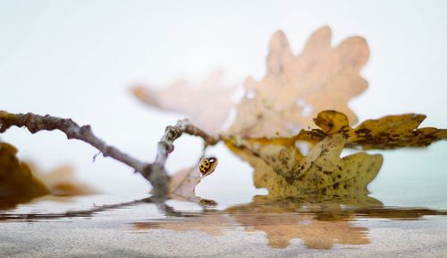 Close-up of ladybug in water