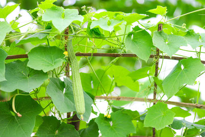 Close-up of ivy growing on tree