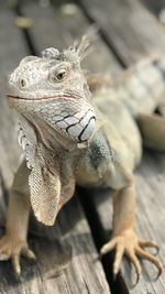 Close-up of iguanas on renaissance island in aruba 