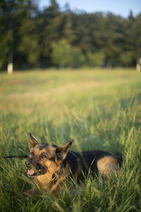 Dog running on field