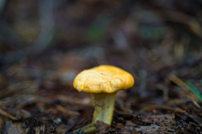 Close-up of mushroom growing on field