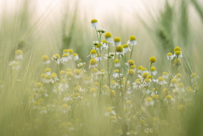 Close-up of yellow flowering plants on field