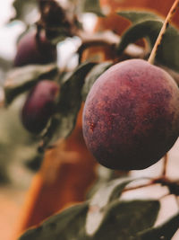 Close-up of fruit growing on tree
