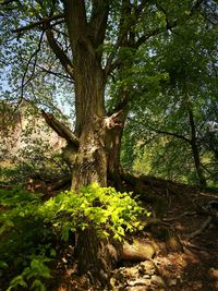 Trees growing in forest