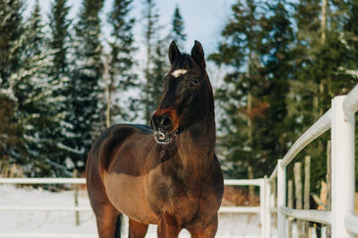 Horse standing in ranch