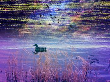 Bird swimming in lake