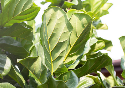 Close-up of fresh green leaves