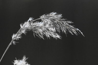 Close-up of dandelion against black background