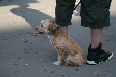 Low section of a man with a dog