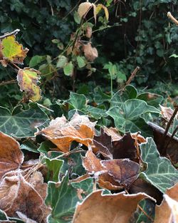 Close-up of wet leaves during autumn