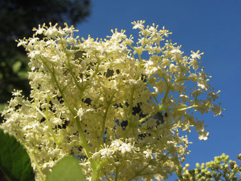 Low angle view of flowering plant against sky