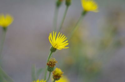 Close-up of yellow flowers blooming outdoors