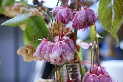 Close-up of pink roses hanging on plant