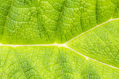 Full frame shot of green leaf