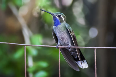 Close-up of bird perching on feeder