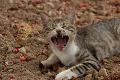 Close-up of a cat yawning