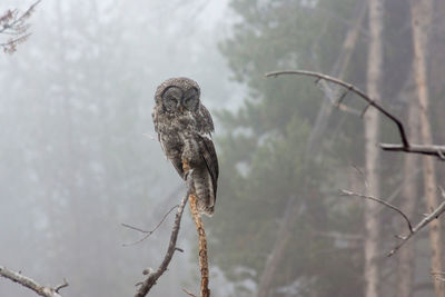 Bird perching on a tree