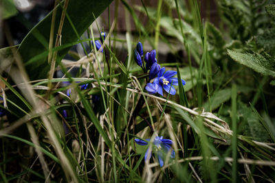 Close-up of purple flowering plant on land