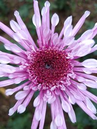 Close-up of pink cosmos flower