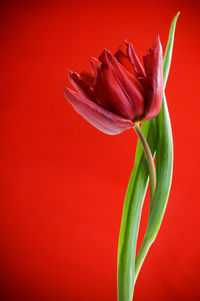 Close-up of flower over red background