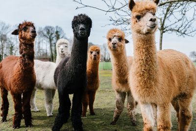 Alpacas standing in a field