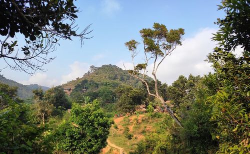 Scenic view of trees and mountains against sky