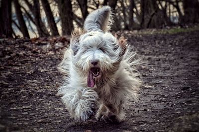 Collie running on field