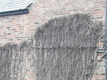 Close-up of wall of building