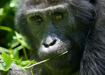 Close-up portrait of a monkey