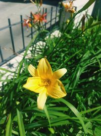 Close-up of yellow daffodil flower