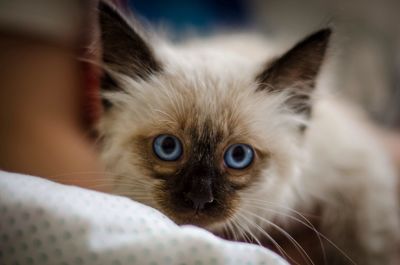 Close-up portrait of a cat