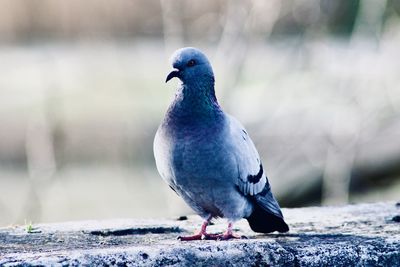 Close-up of pigeon perching on retaining wall