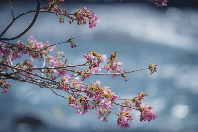 Low angle view of tree