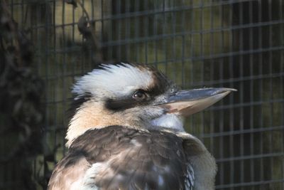 Close-up of bird in cage