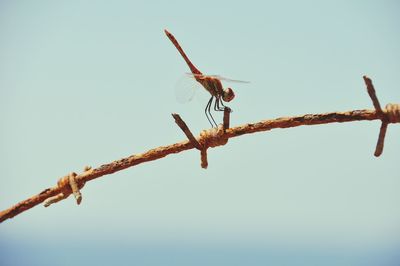 Close-up of insect perching on wire