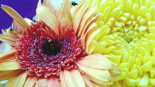 Close-up of fresh dahlia blooming outdoors