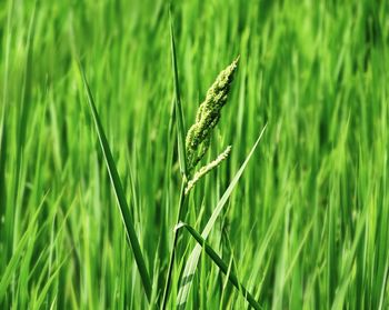 Close-up of wheat growing on field