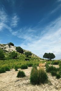 Scenic view of landscape against blue sky