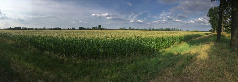 Scenic view of agricultural field against sky